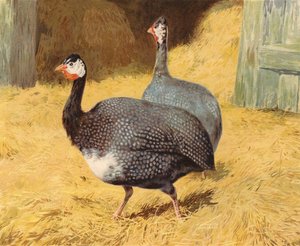Guineafowl (chromolitho) de Charles Collins