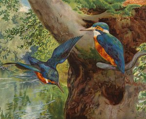 Peixe-rei (chromolitho) de Charles Collins