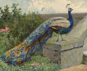 Pavão (chromolitho)