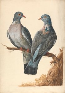 Dois Pombos de Madeira de Charles Collins