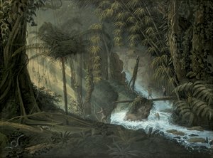 Floresta brasileira de Charles Comte de Clarac