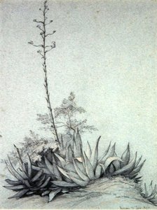 Yucca florida de Charles Damour