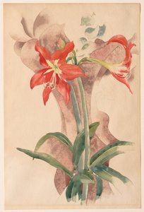 Amarílis de Charles Demuth
