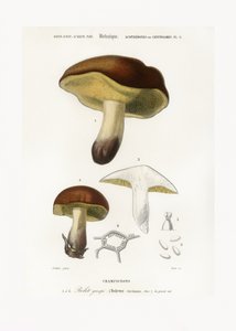 Cogumelo (Boletus circinans) de Charles Dessalines D