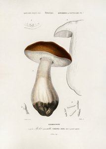 Cogumelo-penny (boletus edulis) de Charles Dessalines D