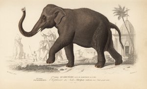 Elefante indiano, do "Dictionnaire Universel d