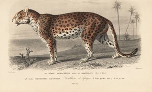 Leopardo, do "Dictionnaire Universel d