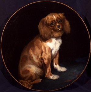 Um rei Charles Spaniel