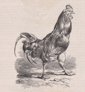 Galo de fazenda, raça comum., de Magasin Pittoresque, ca. 1852. de Charles Emile Jacque