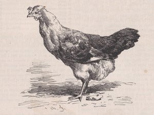 Galinha francesa comum, poedeira ruim., de Magasin Pittoresque, ca. 1852. de Charles Emile Jacque