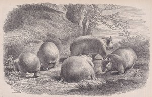 O Wombat, de Le Magasin Pittoresque, ca. 1852. de Charles Emile Jacque
