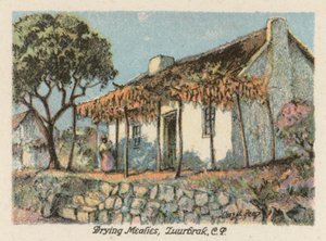 África do Sul: Secagem de farinhas, Zuurbrak, CP (litografia a cores)