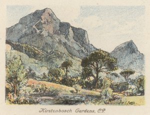 África do Sul: Jardins de Kirstenbosch, CP (litografia a cores) de Charles Ernest Peers
