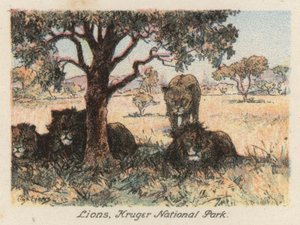 África do Sul: Leões, Parque Nacional Kruger (litografia a cores)