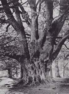 King Beech, Knole Park (foto a p/b)