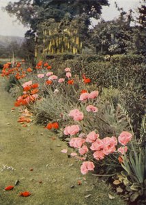 Papoilas Orientais (foto a cores) de Charles Essenhigh Corke