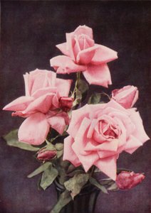 Rose Lady Ashtown (foto a cores) de Charles Essenhigh Corke