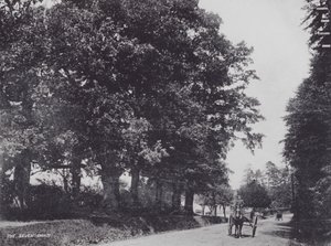 Os Sete Carvalhos (foto a p/b) de Charles Essenhigh Corke
