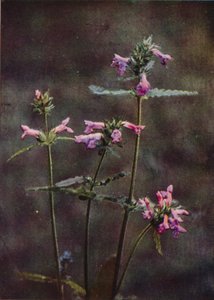 Flores silvestres: Betony (foto colorida) de Charles Essenhigh Corke