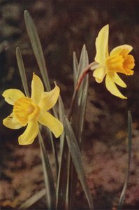 Flores silvestres: Narciso (foto colorida)