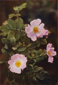 Flores silvestres: Dog Rose (foto colorida)