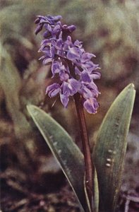 Flores silvestres: Early Purple Orchid (foto colorida) de Charles Essenhigh Corke