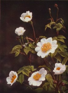 Flores silvestres: Rosas do campo (foto a cores)