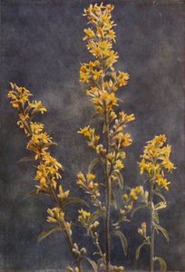 Flores silvestres: Golden Rod (foto colorida)