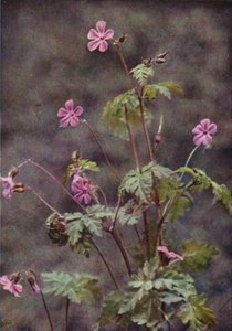 Flores silvestres: Herb Robert (foto a cores) de Charles Essenhigh Corke