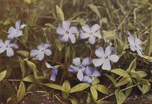 Flores silvestres: Lesser Periwinkle (foto a cores)