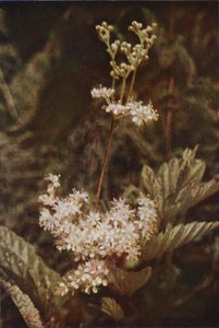 Flores silvestres: Meadow-Sweet (foto a cores) de Charles Essenhigh Corke