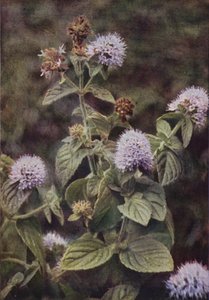 Flores silvestres: Pimenta-Menta (foto a cores)