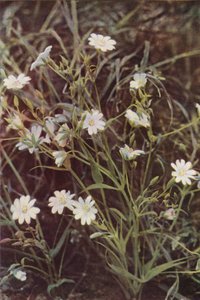 Flores silvestres: Stitchwort (foto a cores)