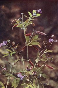 Flores silvestres: ervilha amarga tuberosa (foto colorida)