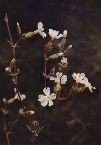 Flores silvestres: White Campion (foto colorida) de Charles Essenhigh Corke