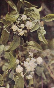 Flores silvestres: Wild Clematis (foto colorida)