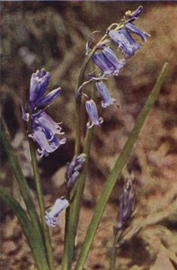 Flores silvestres: Jacinto Selvagem (foto colorida)