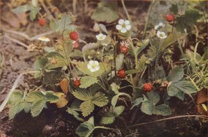 Flores silvestres: Morangueiro selvagem (foto a cores)
