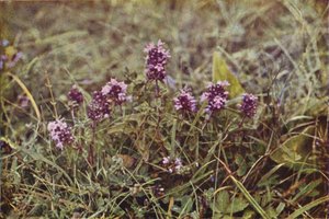 Flores silvestres: Tomilho silvestre (foto a cores)