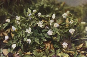 Flores silvestres: anêmona de madeira (foto colorida) de Charles Essenhigh Corke