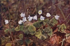 Flores silvestres: Sorrel de madeira (foto a cores)