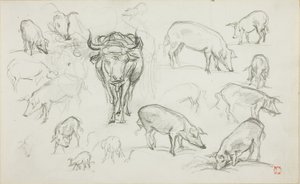 Esboços de suínos e um boi de Charles Francois Daubigny