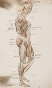 Estudo [Músculos humanos (legenda)] , c.1884 (desenho de lavagem)