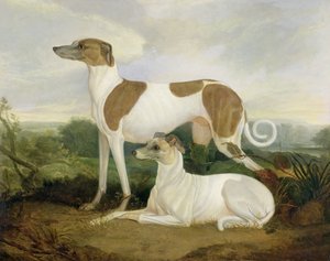 Dois galgos em uma paisagem