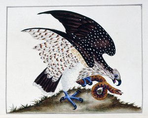 Ave de rapina com cobra, 1808-21 de Charles Hayes