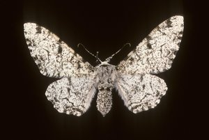 Betularia biston/Birch Phalene de Augustus Kollner