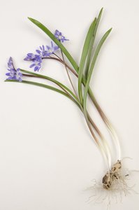 Quadro Botânico/Chionodoxa forbesii/Chionodoxa luciliae/Glory of the Snow