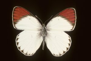 Colotis danae/Crimson de Augustus Kollner