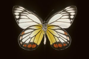 Delias hyparete/Male de Augustus Kollner