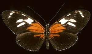Heliconius burneyi catherina/Heliconie de Augustus Kollner